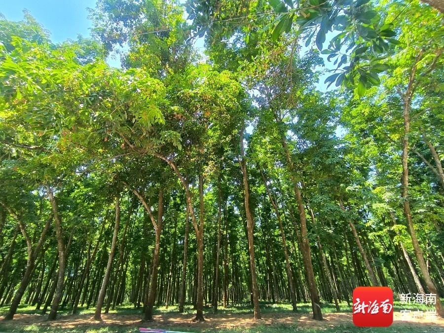 海南橡胶获批设立跨境资金集中运营中心 跻身海南自贸港首批认定企业