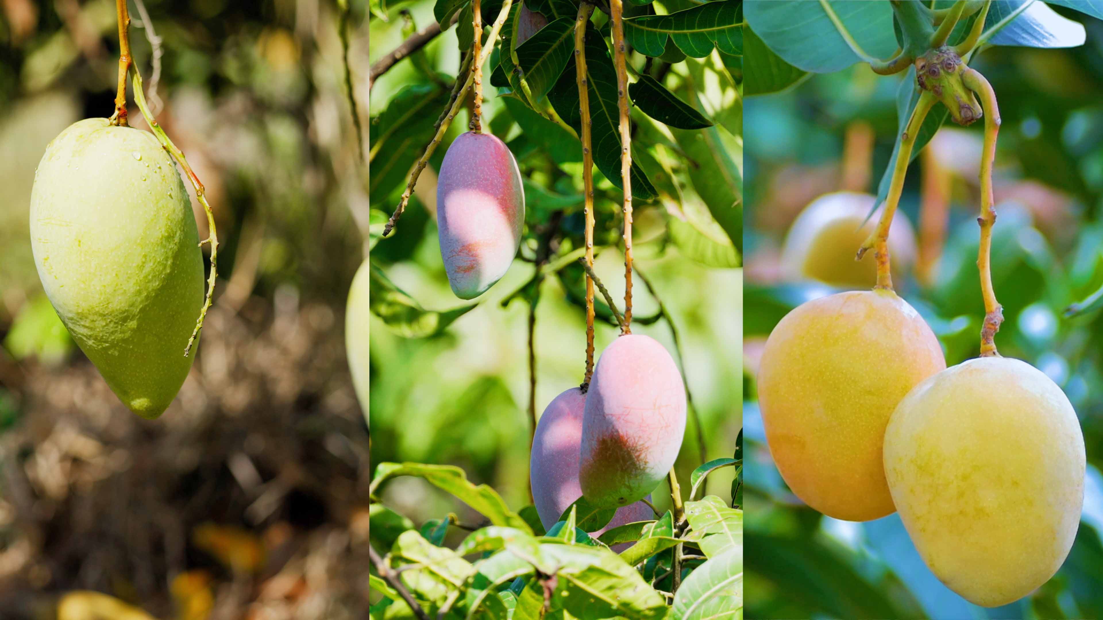 南宫国际哲林芒果